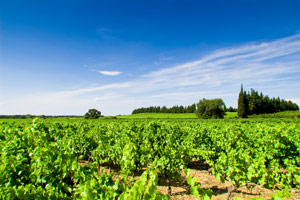 Muscat à petits grains blanc