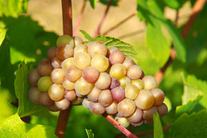 Cépage Gewurztraminer rosé