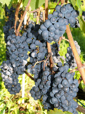 Grenache noir