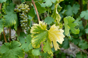 Cépage Viognier blanc