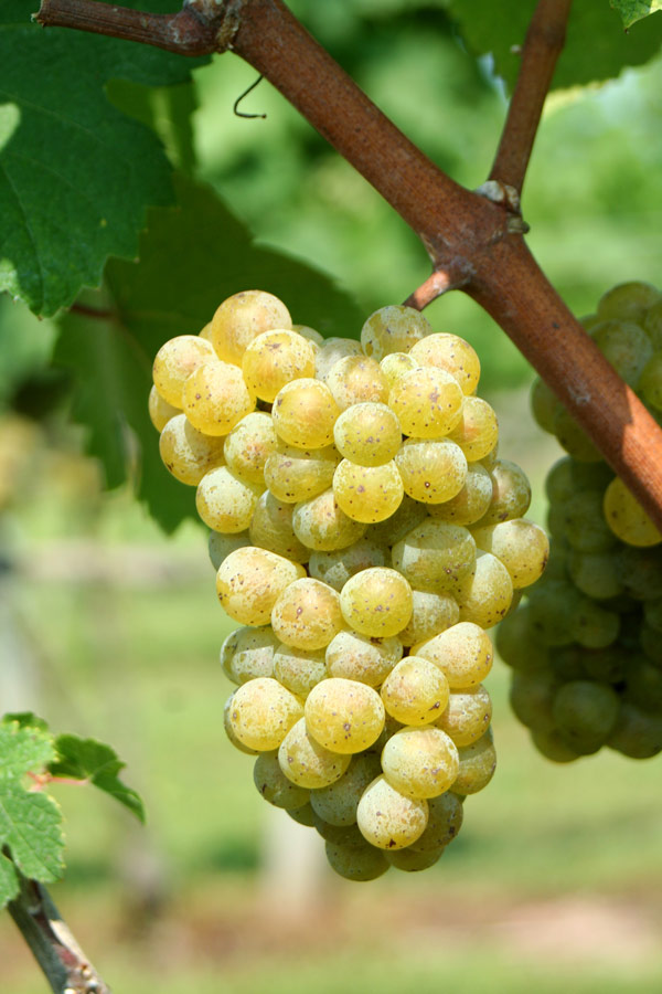 Chardonnay blanc : cliché du cépage