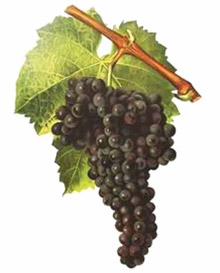 mourvedre