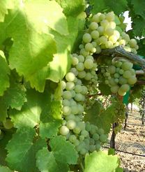 viognier