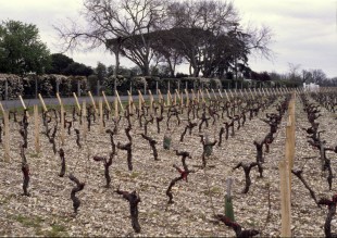 Vignes du Château Chasse-Spleen