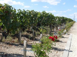 Vignes du Château Cos d'Estournel