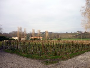 Les vignes du Château Gazin