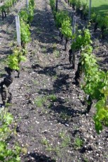 Vignes du Chateau Haut-Bailly