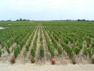 Vignes du Château Haut-Marbuzet