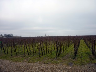 Les vignes du Château L'Evangile