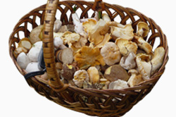 Champignon: accords Mets et Vins